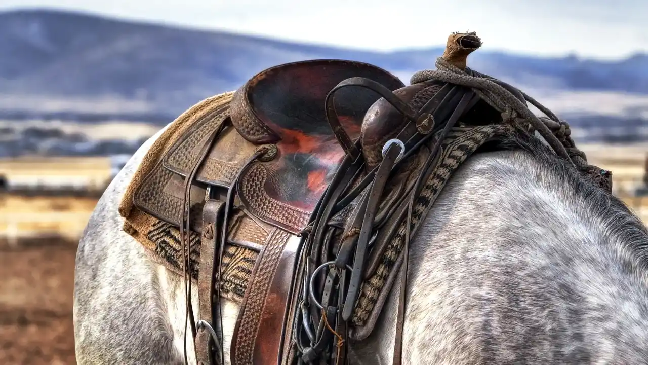 How a quality Saddle Stand protects not just your Saddle, but also your horse